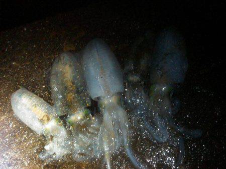 雨の中のエギング